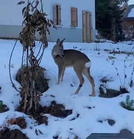Vg Stunning View, Sauna & Jacuzzi By Jolidi * Nendaz